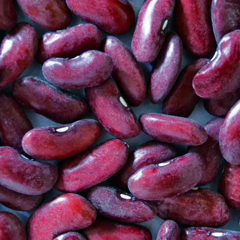 Haricot nain 'Canadian Wonder' - Phaseolus | Achat producteur