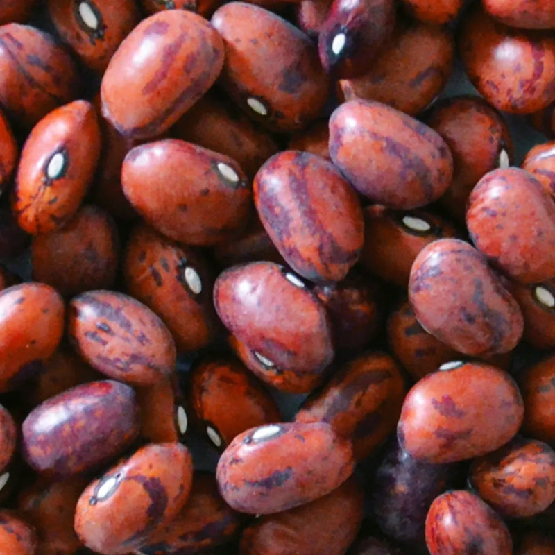 Haricot nain à écosser 'Flambo' - Phaseolus | Achat producteur