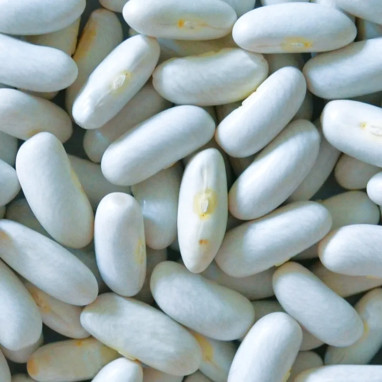 Haricot Nain à Écosser Lingot - Phaseolus | Achat direct au producteur