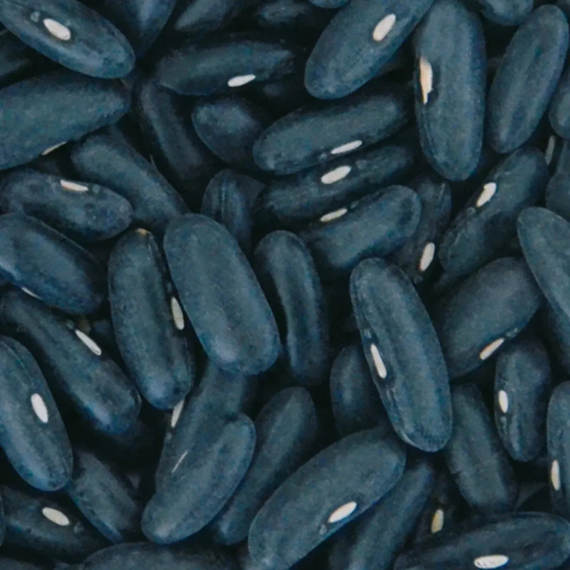 Haricot Nain Filet 'Delinel' - Phaseolus | Achat direct au producteur