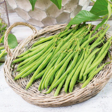 Haricot filet 'Fin de Bagnols' - Phaseolus | Achat direct au producteur