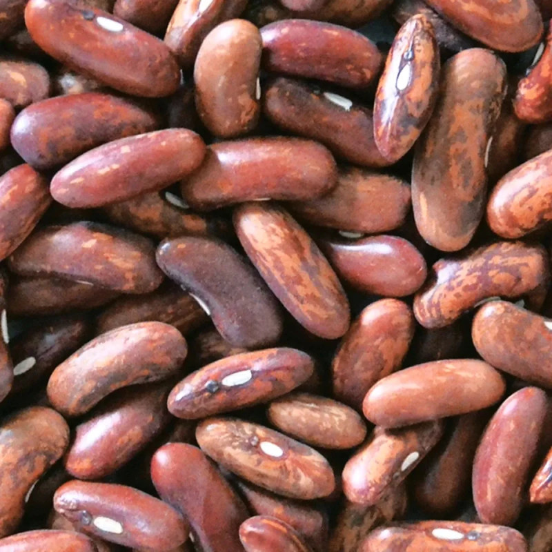 Haricot filet 'Fin de Bagnols' - Phaseolus | Achat direct au producteur