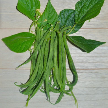 Haricot nain filet 'Triomphe de Farcy' | Achat direct au producteur