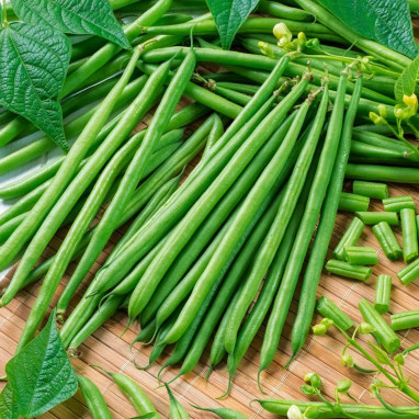 Haricot Nain Filet 'Argus' - Phaseolus vulgaris | Achat producteur