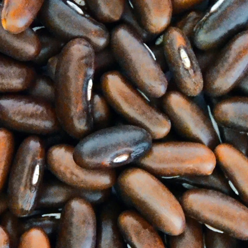 Haricot Nain Filet 'Argus' - Phaseolus vulgaris | Achat producteur