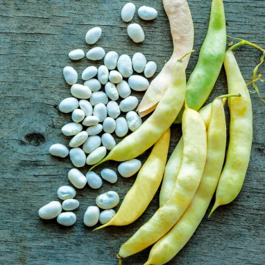 Haricot Coco Blanc Précoce - Phaseolus | Achat direct au producteur