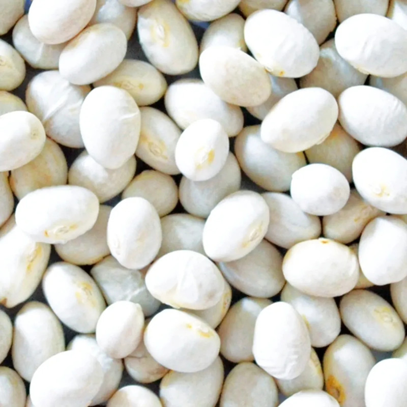 Haricot Coco Blanc Précoce - Phaseolus | Achat direct au producteur