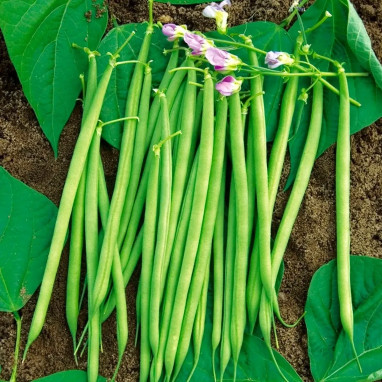Haricot nain filet 'Fleuret' - Phaseolus | Achat direct au producteur