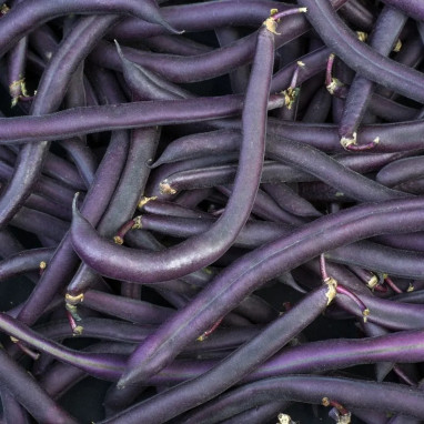 Haricot nain mangetout 'Purple Queen' - Phaseolus | Achat producteur