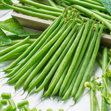 Haricot nain filet 'Talisman' - Phaseolus | Achat direct au producteur
