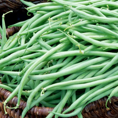 Haricot nain mangetout 'Tarot' - Phaseolus | Achat direct producteur