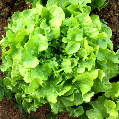 Laitue à couper feuille de chêne blonde - Lactuca | Achat producteur