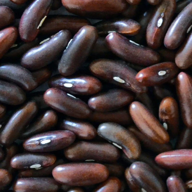 Haricot nain mangetout 'Contender' - Phaseolus | Achat producteur