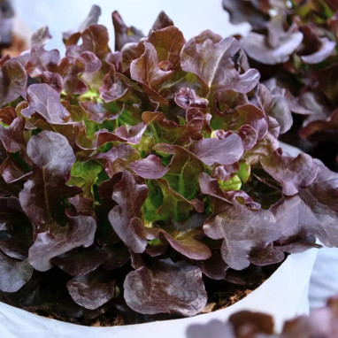 Laitue à couper 'Red Salad Bowl' - Lactuca | Achat producteur