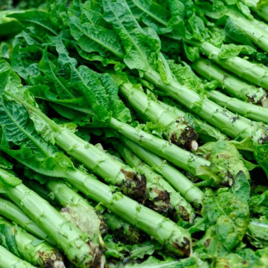 Laitue asperge Celtuce - Lactuca sativa | Achat direct au producteur