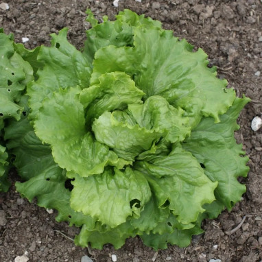 Laitue Batavia 'Blonde de Paris' - Lactuca | Achat direct au producteur