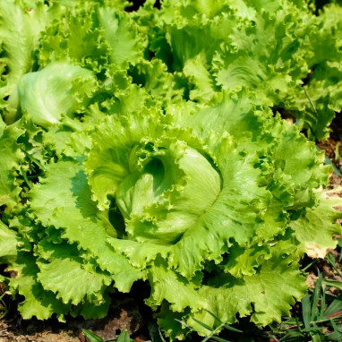 Laitue Batavia 'De Pierre Bénite' BIO - Lactuca | Achat producteur