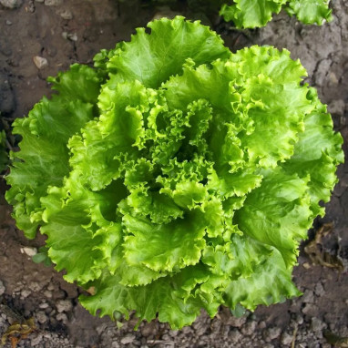 Laitue Batavia 'Dorée de printemps' - Lactuca | Achat producteur