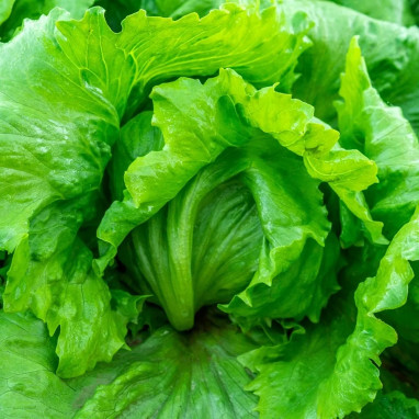 Laitue Batavia 'Frisée de Beauregard' - Lactuca | Achat producteur
