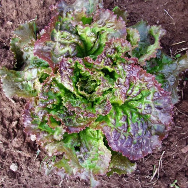 Laitue batavia 'Rouge Grenobloise' - Lactuca | Achat producteur