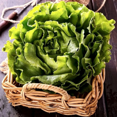 Laitue pommée 'Appia' - Lactuca sativa | Achat direct au producteur