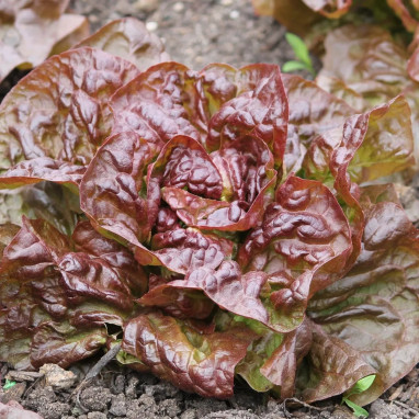 Laitue pommée Brune d'hiver - Lactuca | Achat direct au producteur