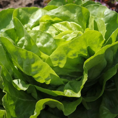 Laitue pommée 'du bon jardinier' - Lactuca | Achat direct au producteur