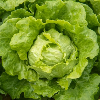 Laitue pommée 'Grosse Blonde Paresseuse' - Lactuca | Achat producteur