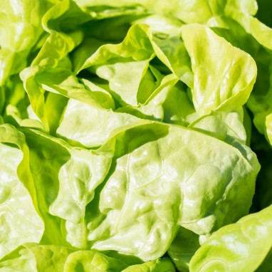 Laitue pommée 'Kinemontepas' - Lactuca | Achat direct au producteur