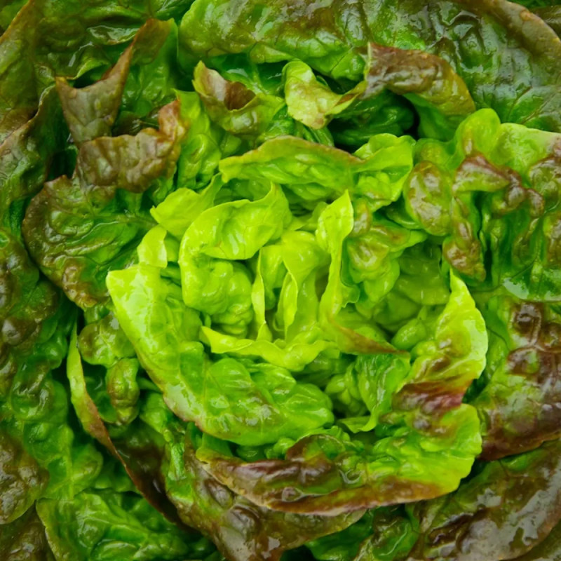 Laitue pommée 'Merveille des quatre saisons' - Lactuca | Achat producteur