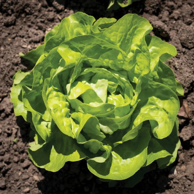 Laitue pommée 'Merveille d'hiver' - Lactuca | Achat direct au producteur