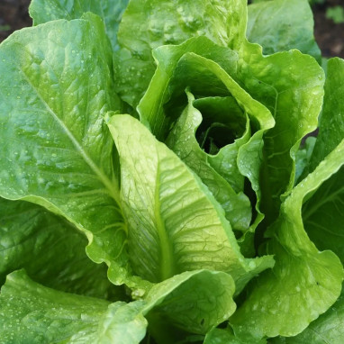 Laitue romaine 'Blonde maraîchère' - Lactuca | Achat direct producteur