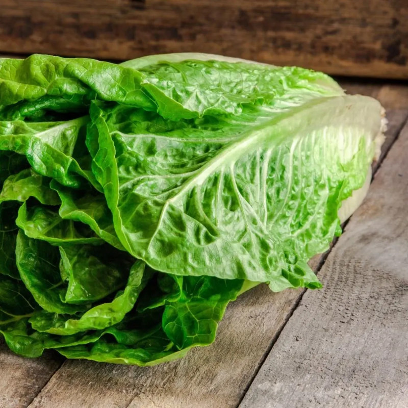 Laitue romaine 'Blonde maraîchère' - Lactuca | Achat direct producteur