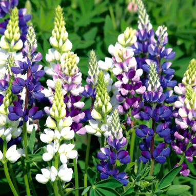 Lupin Avalune 'blue & lilac mix' - Lupinus | Achat direct au producteur