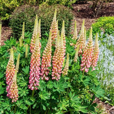 Lupin polyphylle 'La Châtelaine' - Lupinus | Achat producteur