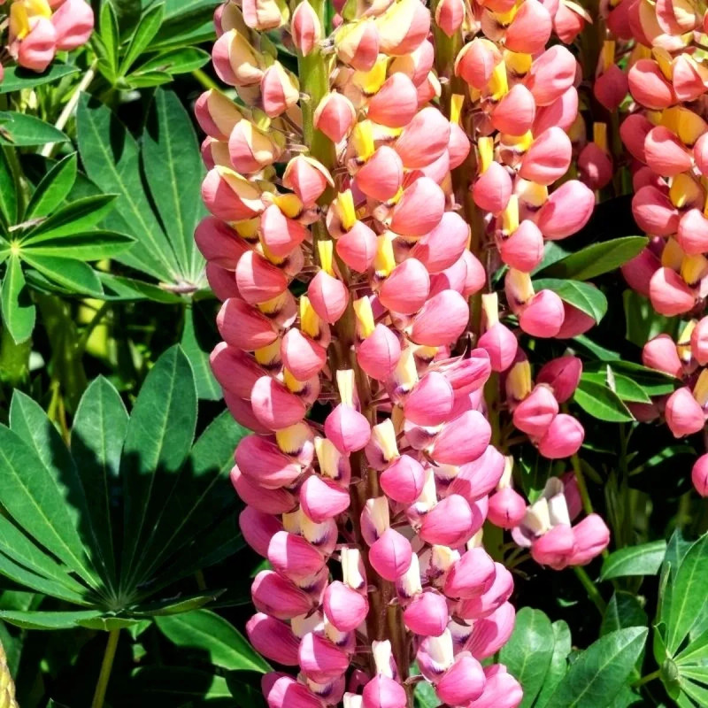 Lupin polyphylle 'La Châtelaine' - Lupinus | Achat producteur