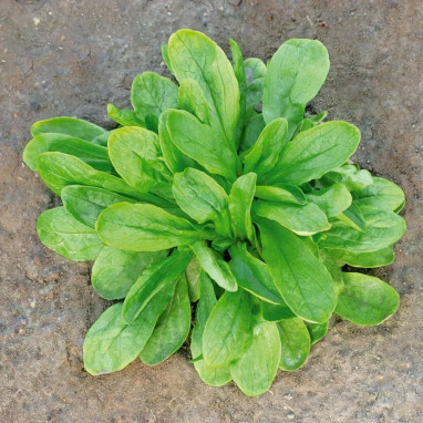 Mâche à grosse graine - Valerianella | Achat direct au producteur