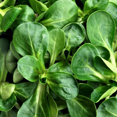 Mâche ronde maraîchère - Valerianella | Achat direct au producteur