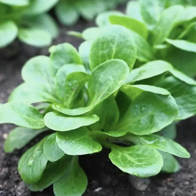 Mâche 'Trophy' - Valerianella locusta | Achat direct au producteur