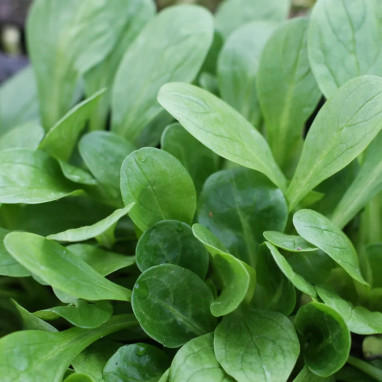 Mâche verte à cœur plein 3 - Valerianella | Achat direct au producteur