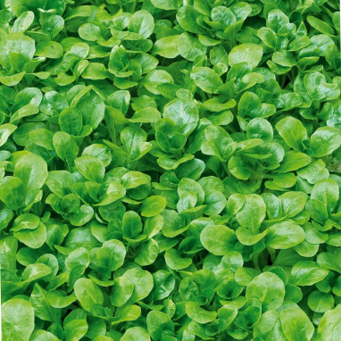 Mâche verte de Cambrai - Valerianella | Achat direct au producteur