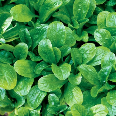 Mâche 'Vit' BIO - Valerianella | Achat direct au producteur