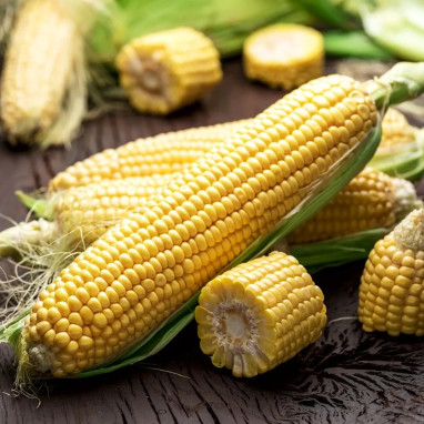 Maïs doux 'Golden Bantam' - Zea mays | Achat direct au producteur