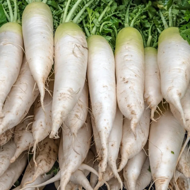 Navet blanc dur d'hiver - Brassica rapa | Achat direct producteur