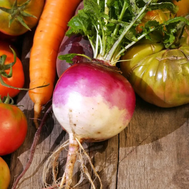 Navet Globe à Collet Violet - Brassica rapa | Achat direct au producteur