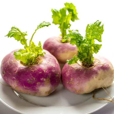 Navet rave d'Auvergne hâtif - Brassica | Achat direct au producteur