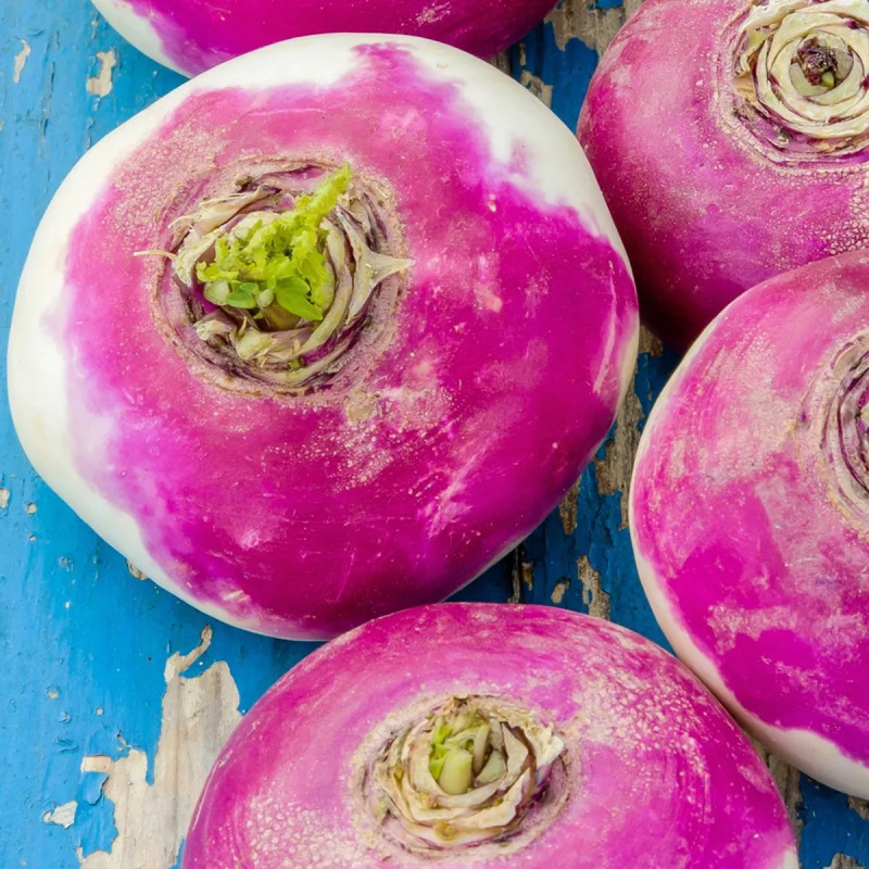 Navet rouge plat hâtif à feuille entière - Brassica | Achat direct au producteur