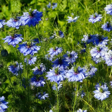 Nigelle de Damas bleue - Nigella | Achat direct au producteur