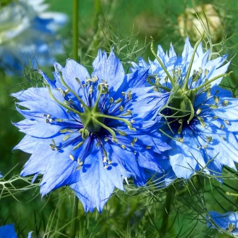 Nigelle de Damas bleue - Nigella | Achat direct au producteur