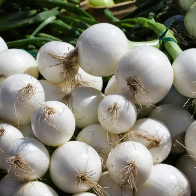 Oignon de Barletta - Allium cepa | Achat direct au producteur